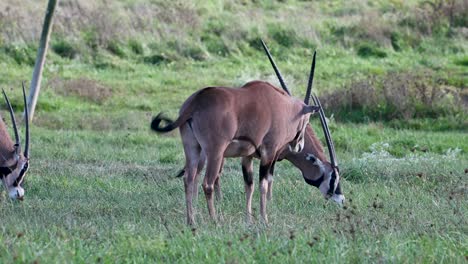 Gemsbok-Oryx-grazing-and-shaking-head-in-grass-field