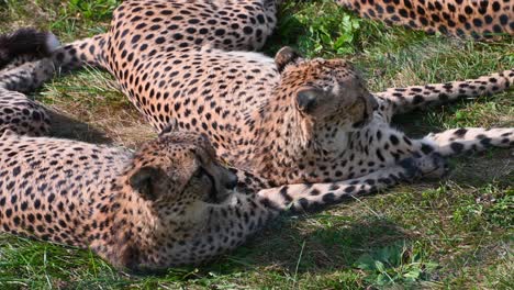 Two-cheetahs-resting-in-habitat-enclosure