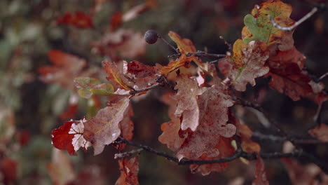 Oak-branch-with-dry-leaves-and-an-oak-gall,-autumn-in-the-wind
