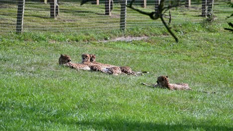Four-Cheetahs-laying-in-fenced-enclosure