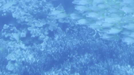 Filmische-Dolly-Aufnahme-Durch-Ein-U-Boot-Bullauge-Eines-Fischschwarms,-Der-Auf-Dem-Meeresboden-Vor-Der-Küste-Der-Großen-Insel-Hawaii-Schwimmt