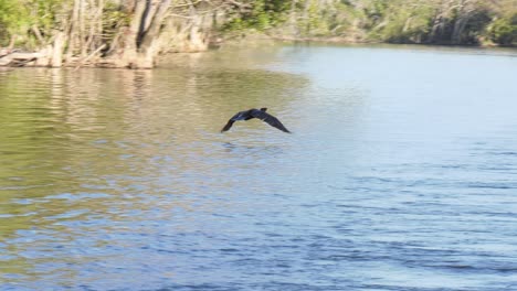 Doppelhaubenkormoran,-Der-über-Einen-Fluss-Fliegt-Und-Dann-In-Der-Ferne-Verschwindet