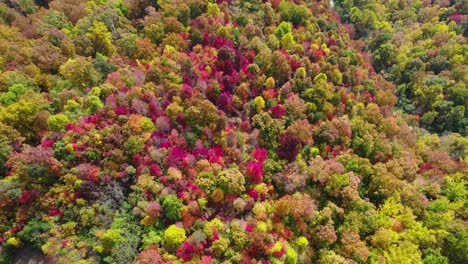 Drone-aerial-top-down-shot-of-fall-autumn-leaves-from-a-large-forest-as-they-turn-orange,-red-and-yellow