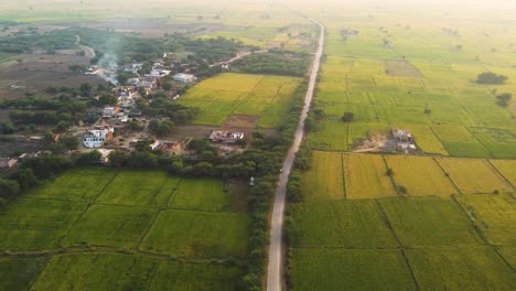 Aerial-drone-shot-of-green-paddy-rice-fields-in-a-small-village-of-Gwalior-Madhya-Pradesh-India