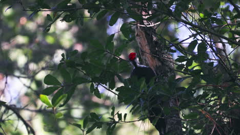 Pileated-woodpecker-pecking-on-a-tree-and-eating-bugs,-slow-motion