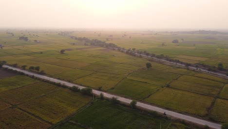 Aerial-drone-shot-of-green-paddy-rice-fields-in-rural-Gwalior-of-Madhya-Pradesh-India