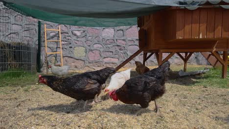 Slow-motion-clip-of-chickens-foraging-and-running-on-a-homestead