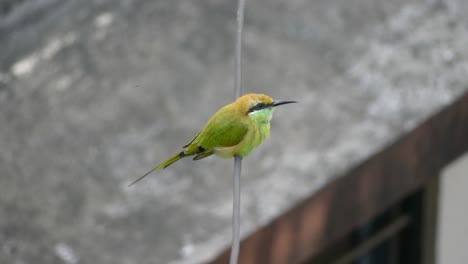 Vibrant-Green-Bee-Eater-Bird-gracefully-perches-showcasing-its-vivid-plumage-and-elegant-flight-in-natural-habitat