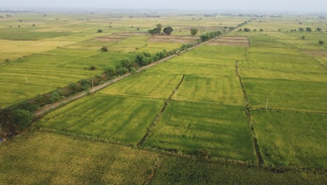 Aerial-drone-shot-of-a-combine-harvester-machine-in-a-green-paddy-field-in-a-village-of-Gwalior-Madhya-Pradesh-India