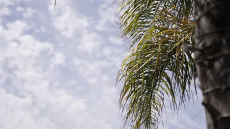 Palmwedel-Vor-Einem-Bewölkten-Himmel-Im-Hintergrund
