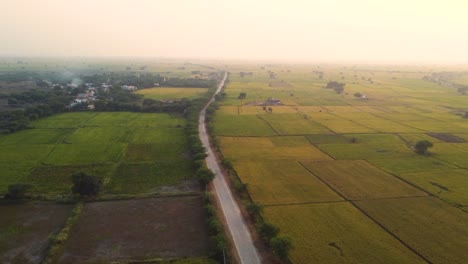 Aerial-drone-shot-of-green-paddy-rice-fields-in-a-small-village-of-Gwalior-Madhya-Pradesh-India
