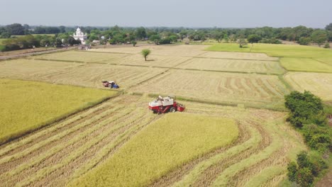 Kurvendrohnenaufnahme-Eines-Mähdreschers-Und-Eines-Traktors-In-Einem-Goldenen-Reisfeld-In-Einem-Dorf-In-Shivpuri,-Madhya-Pradesh,-Indien