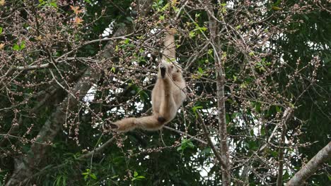 Both-feet-holding-branches-to-balance-while-hanging-on-one-hand-as-the-other-reaches-for-fruits-to-eat,-White-handed-Gibbon-or-Lar-Gibbon-Hylobates-lar,-Thailand