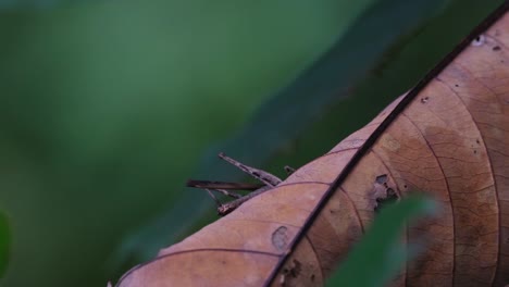 Seen-on-the-side-of-a-dead-leaf-moving-away-to-hide-a-scenario-deep-in-the-forest,-Monkey-Grasshopper-Erianthus-serratus,-Thailand