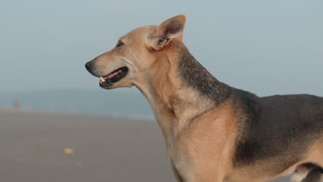 Africanis-Hund-Blinzelt-Mit-Gähnenden-Augen-Am-Sonnigen-Strand,-Indischer-Paria-Hund
