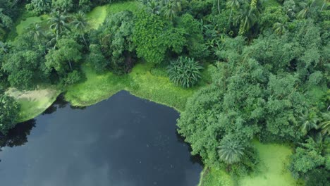 Aerial-view-shot-of-vast-green-forests
