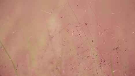 Pink-Muhly-Muhlenbergia-capillaris,-known-as-the-hairawn-muhly-perennial-sedge-like-plant-macro---natural-background
