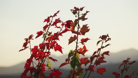 Golden-hour-glow-spread-across-blurred-mountain-background-with-red-maple-leaves-changing-color