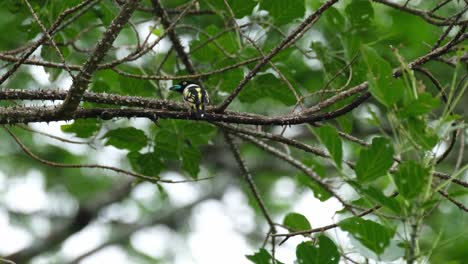 Facing-towards-the-camera-while-perched-on-this-thorny-branch-then-flies-away-and-returns-exposing-its-back,-Black-and-yellow-Broadbill-Eurylaimus-ochromalus,-Thailand