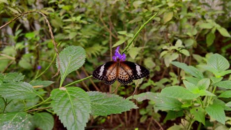 A-butterfly-with-a-special-pattern-sits-on-a-plant