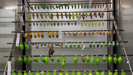 Butterflies-will-soon-hatch-from-the-cocoon