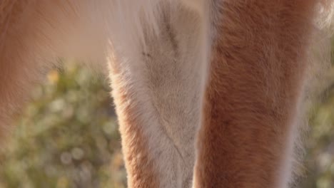 Super-closeup-showing-the-Two-padded-toed-feet-of-a-Guanaco-and-tilt-up-to-reveal-the-brown-fur-as-it-blows-in-the-wind