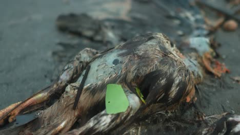 dead-bird-on-beach,-bird-carcass-on-sand,-plastic-microplastic-and-oil