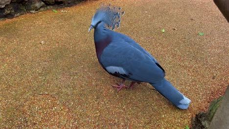 Ein-Blauer-Vogel-Mit-Kamm-Und-Roten-Augen-Sitzt-Auf-Dem-Boden