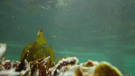 Underwater-shot-of-seaweed-swaying-in-the-current-of-crustal-clear-ocean-water
