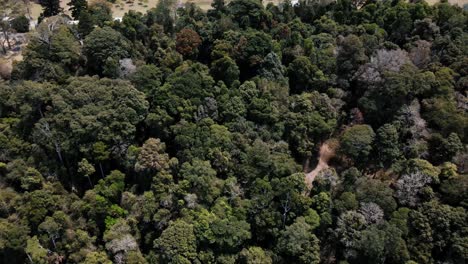 Drohnenantenne-Umkreist-Eine-Vielzahl-Einheimischer-Australischer-Bäume-Auf-Einem-Berg
