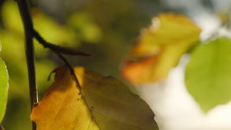 Wunderschöne-Herbstblätter-Mit-Fokusverschiebung-Vom-Vordergrund-In-Den-Hintergrund