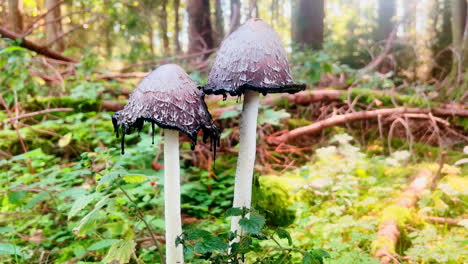 Discover-the-elegant-Coprinus-comatus-mushroom,-a-wild-delicacy-thriving-in-the-forest's-natural-environment