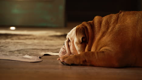 Bulldogge-Liegt-Auf-Dem-Boden-Eines-Hauses-Und-Wartet-Darauf,-Dass-Der-Besitzer-Nach-Hause-Kommt