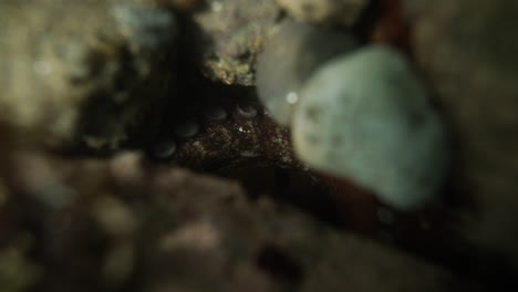 Underwater-shot-tracking-down-towards-a-octopus-camouflaged-between-rocks