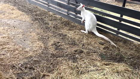 Albino-Bennett's-wallaby-spotted-on-a-farm-in-Portugal