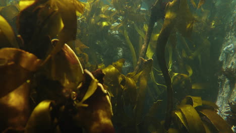 Underwater-shot-of-kelp-swaying-in-the-current-of-clear-ocean-water-with-sun-rays-hitting-the-seaweed