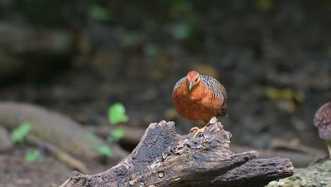 One-moves-away-to-the-right-while-the-other-stays-to-feed-more-from-the-fallen-log,-Ferruginous-Partridge-Caloperdix-oculeus,-Thailand