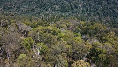 Drohnenaufnahmen-Bewegen-Sich-Nach-Oben-Und-Zeigen-Australische-Einheimische-Bäume-Und-Berge