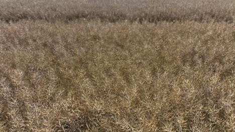 Low-aerial-over-field-of-oats-growing-in-Denmark
