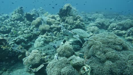 Sea-Turtle-swimming-in-coral-reef-of-Bali-sea,-summmer-2023