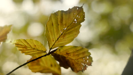 Nahaufnahme-Von-Herbstlaub-Mit-Wunderschönen-Farben