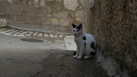 Kitten-sitting-in-old-town-alley,-homeless-stray-cat-in-street,-Croatia