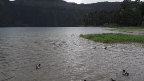 Escena-Tranquila-De-Patos-Nadando-En-Un-Lago,-Rodeado-De-Exuberantes-Paisajes-De-Las-Azores