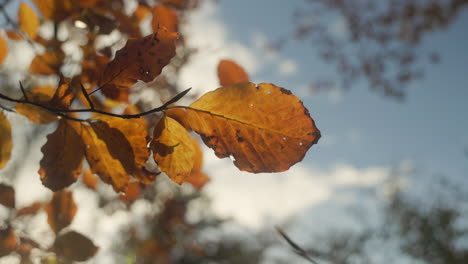 Weitwinkel-Nahaufnahme-Wunderschöner-Herbstlich-Gefärbter-Blätter-Im-Sonnenlicht