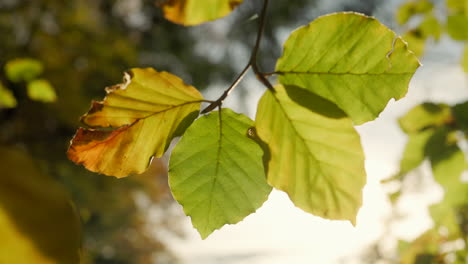 Herbstlaub-In-Verschiedenen-Farben,-Von-Der-Sonne-Hinterleuchtet