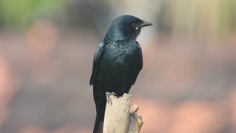 Black-Drongo-waiting-for-hunt-