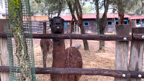 Cute-little-brown-llama-on-a-farm-park,-a-funny-guanaco-llama-gazing-from-their-straw-covered-home