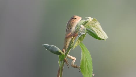 Lizard-in-leaf-.-green-leaf-