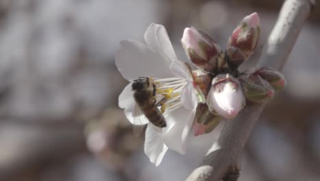 Bees-collecting-almond-blossom-in-spring