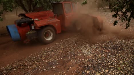 Almonds-being-harvested-using-a-sweeper.